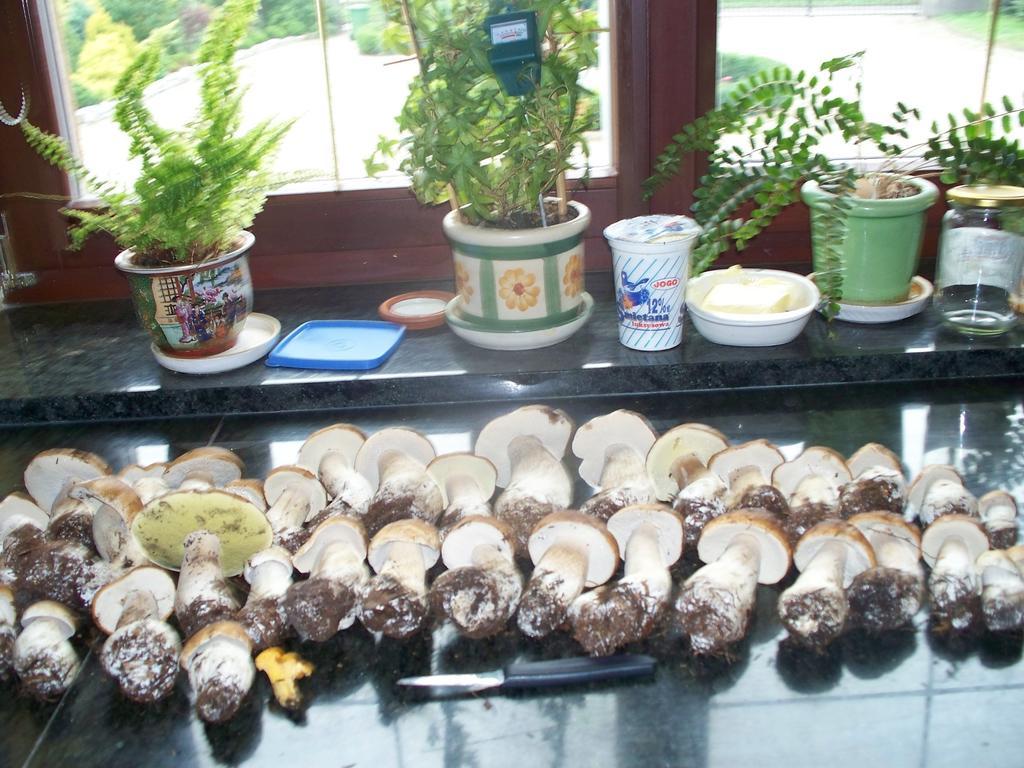 Gosciniec Sloneczny Hotel Drzonkow Ngoại thất bức ảnh